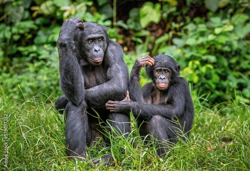 Bonobo with baby. Scientific name: Pan paniscus, called the pygmy chimpanzee. Democratic Republic of Congo. Africa photo