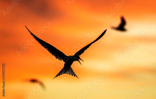 Silhouette of flying common tern. Flying common tern on the sunset sky background. Scientific name  Sterna hirundo.