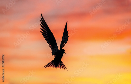 Silhouette of flying common tern. Flying common tern on the sunset sky background. Scientific name: Sterna hirundo. © Uryadnikov Sergey