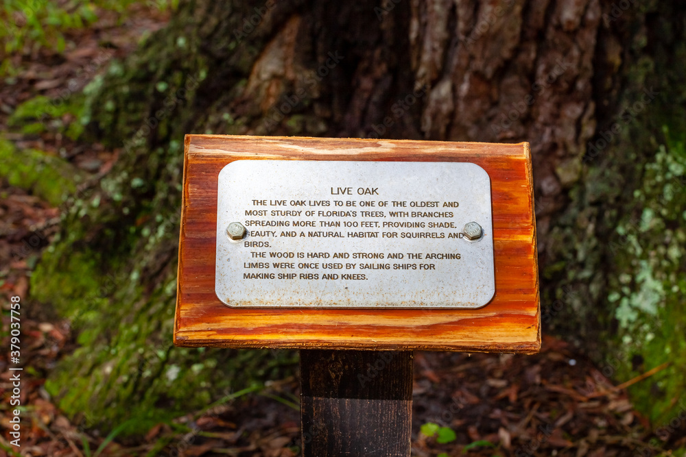 Live Oak tree information sign