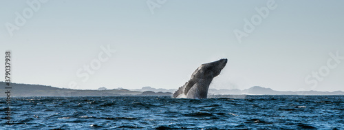 Obraz na plátně Humpback whale breaching