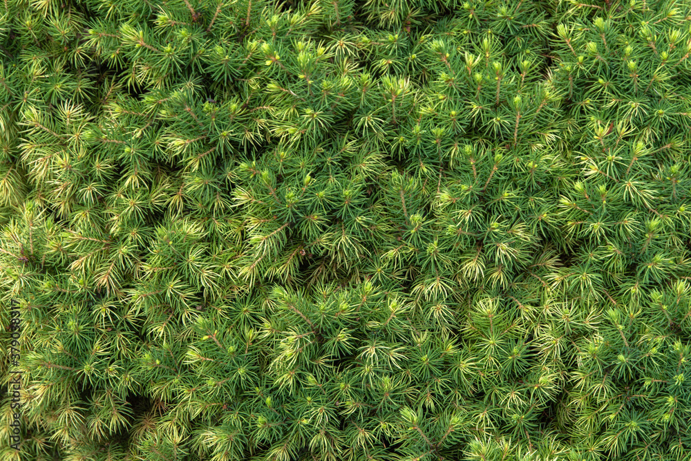 natural green background: thick soft needles natural green background: thick soft needles