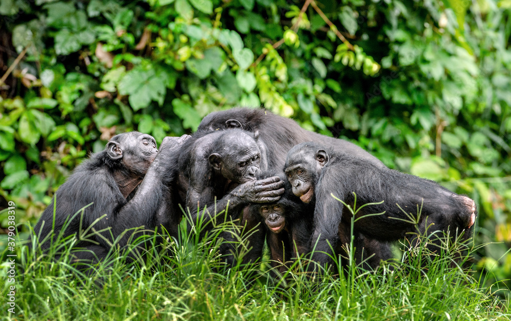 Group of bonobos on green natural background. The Bonobo, Scientific name: Pan paniscus, sometime called the pygmy chimpanzee. Democratic Republic of Congo. Africa Group of bonobos on green natural background. The Bonobo, Scientific name: Pan paniscus, sometime called the pygmy chimpanzee. Democratic Republic of Congo. Africa