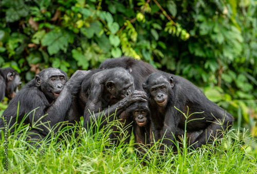 Obraz na plátne Group of bonobos on green natural background