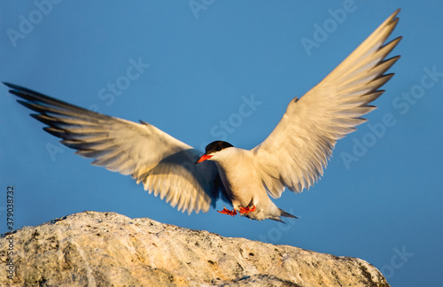 Tern with spread wings landing on a stone. Adult common tern in sunset light on the blue sky background. Close up, front view.   Scientific name: Sterna hirundo