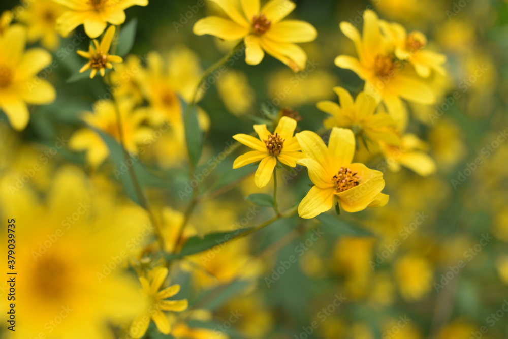 yellow flowers in spring yellow flowers in spring