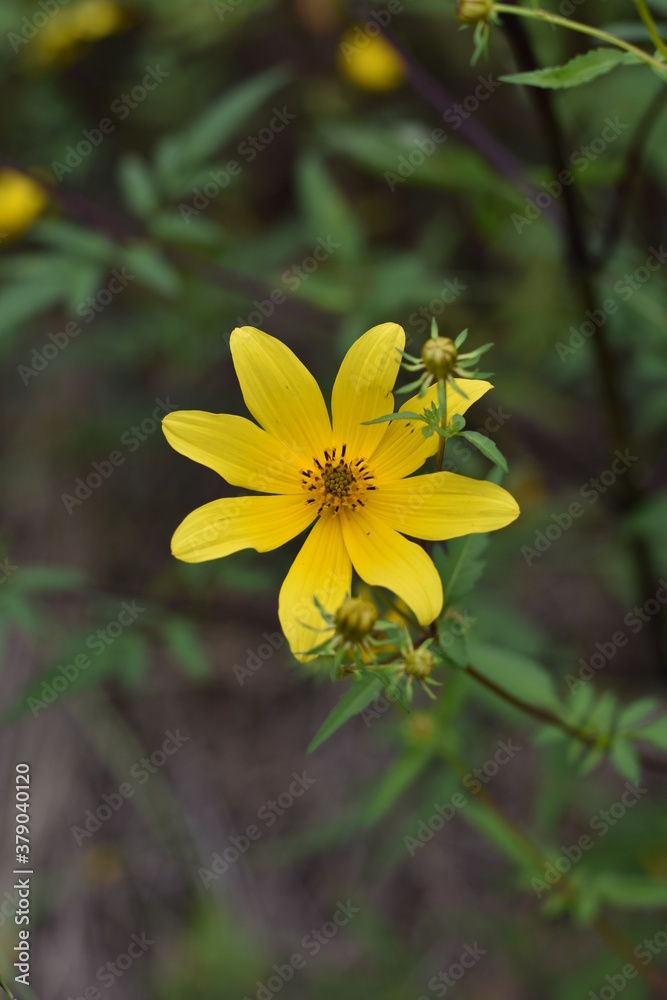 Obraz premium yellow flower in the garden