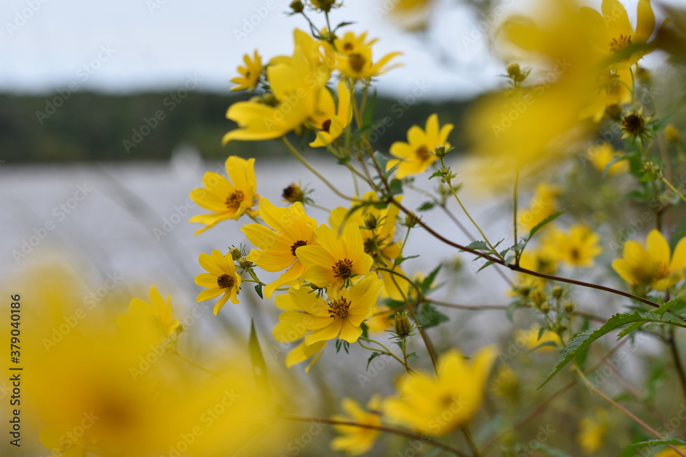 Obraz premium yellow flowers on the background
