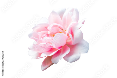 pink rose and green leaf with sunlight,pink flower isolated on white background