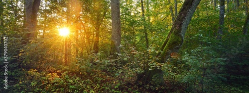 Picturesque panoramic view of the dark mysterious evergreen pine forest. Ancient trees, moss and plants close-up. Ecology, eco tourism, environmental conservation, pure nature photo