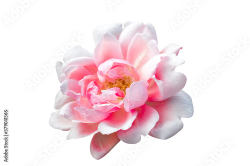 pink rose and green leaf with sunlight,pink flower isolated on white  background