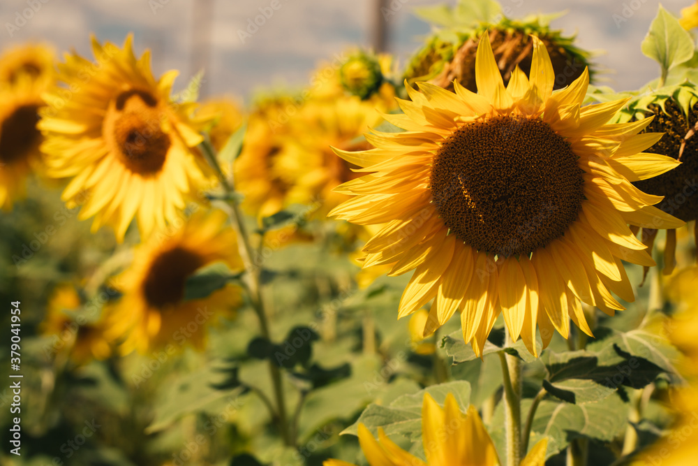 Fototapeta premium Blooming sunflowers on a large field during the day