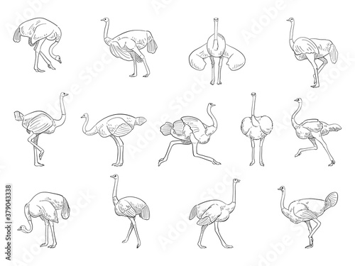 vector illustration of ostrich isolated on white background.