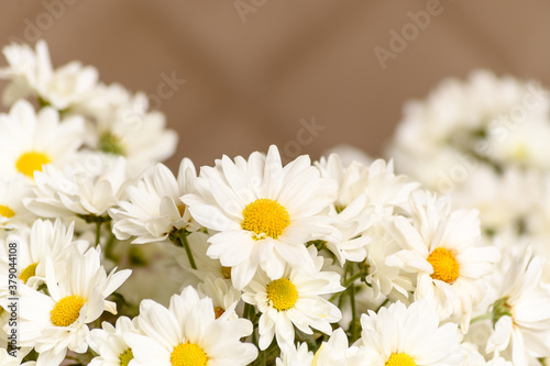WHITE DAISY FLOWER ARRANGEMENT  IMAGE WITH LITTLE DEPTH OF FIELD
