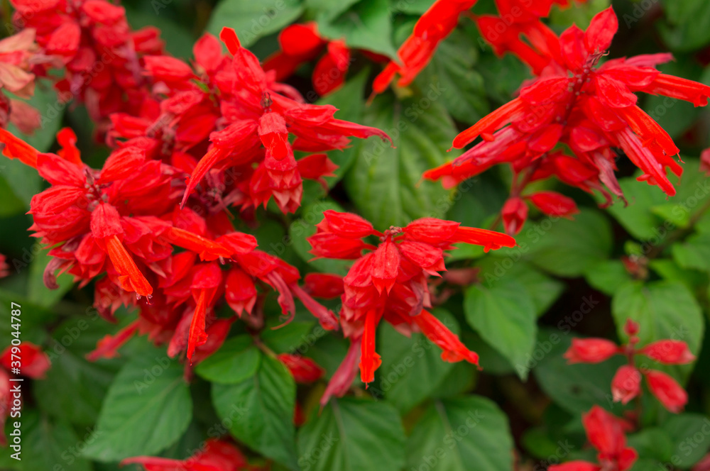 beautiful red flowers in the city flowerbed. Flowers in downtown beautiful red flowers in the city flowerbed. Flowers in downtown