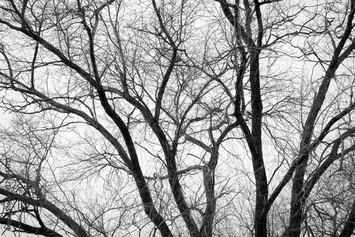 Black and White Image of Bare Tree Branches
