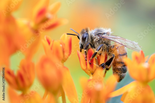 Close Up of a Honey Bee on the Orange Bloom of a Butterfly Weed © RR Photos