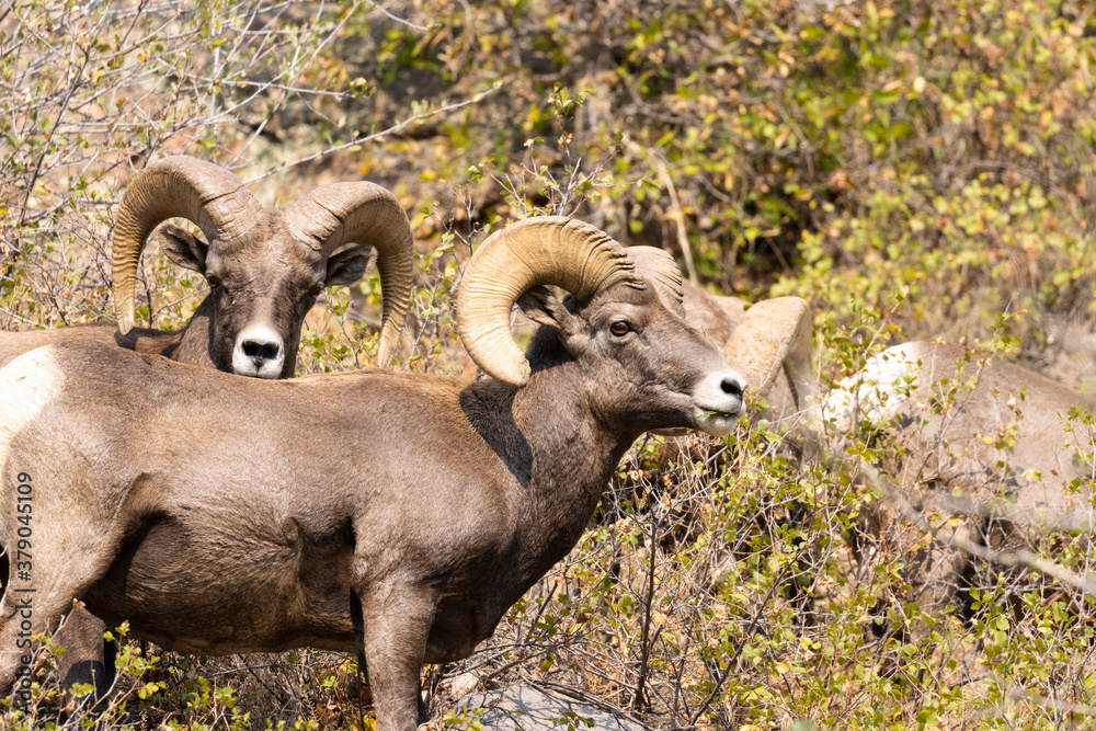 Bighorn Sheep in Waterton Autumn