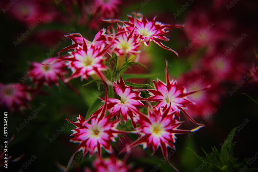 pink flowers in the garden pink flowers in the garden
