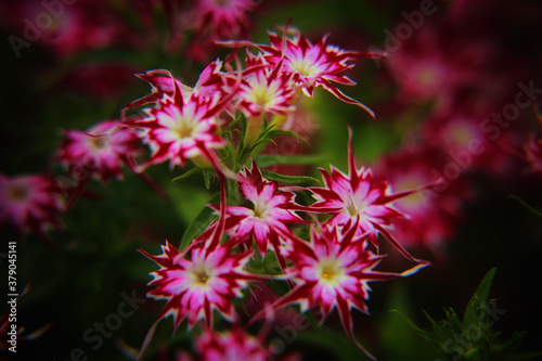 pink flowers in the garden