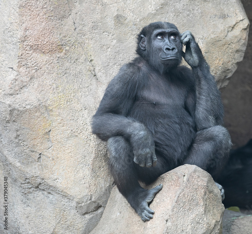 Gorilla with funny look of someone who is thinking