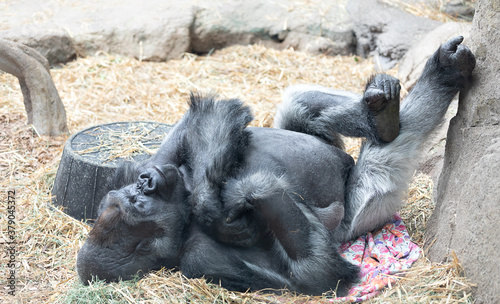 Male gorilla lying on straw