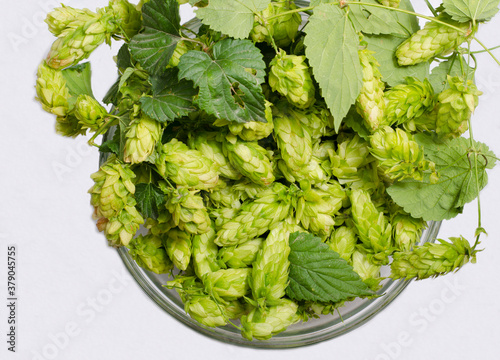 Glass cup filled with green fresh hops on a white background. Ingredients for beer.