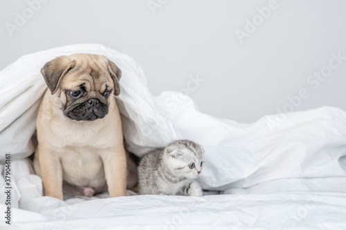 Pug puppy sits with baby kitten under a warm blanket on a bed at home and looks away on empty space. Empty space for text