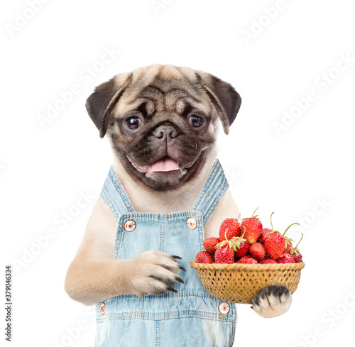 Pug puppy farmer overalls holds basket of strawberries. isolated on white background © Ermolaev Alexandr