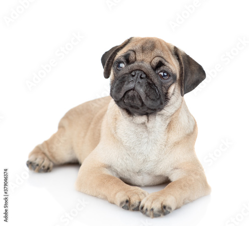 Pug puppy lies and looks away. isolated on white background © Ermolaev Alexandr