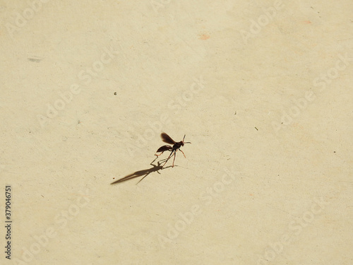 Close-up of a wasp preparing its wings to take flight. She appears to be doing a ballet step. The sunlight forms the insect's shadow on the cement floor.