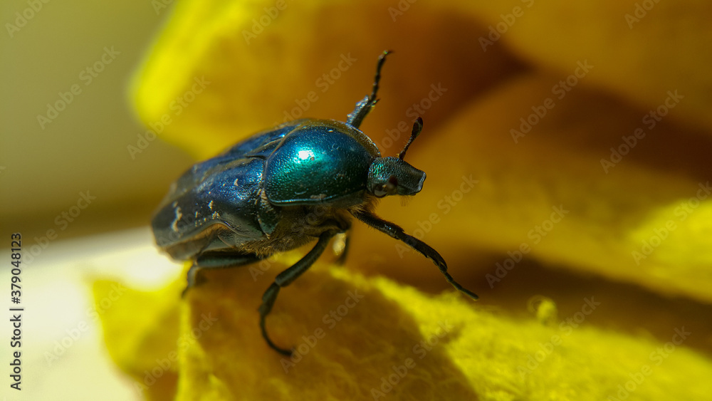 Green june beetle. Selective focusing on the beetle's head. Insects close-up. Green june beetle. Selective focusing on the beetle's head. Insects close-up.