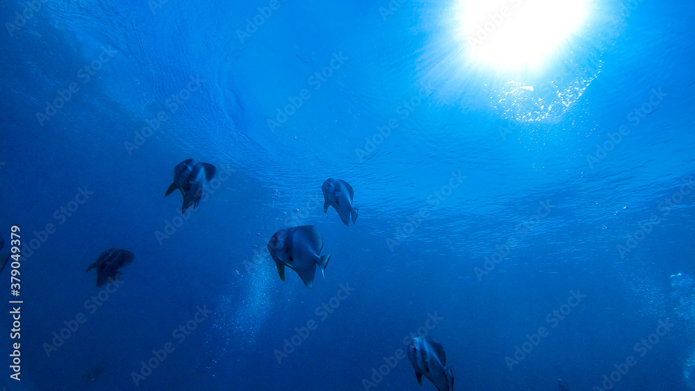 Fototapeta premium 沖縄 ダイビング okinawa diving