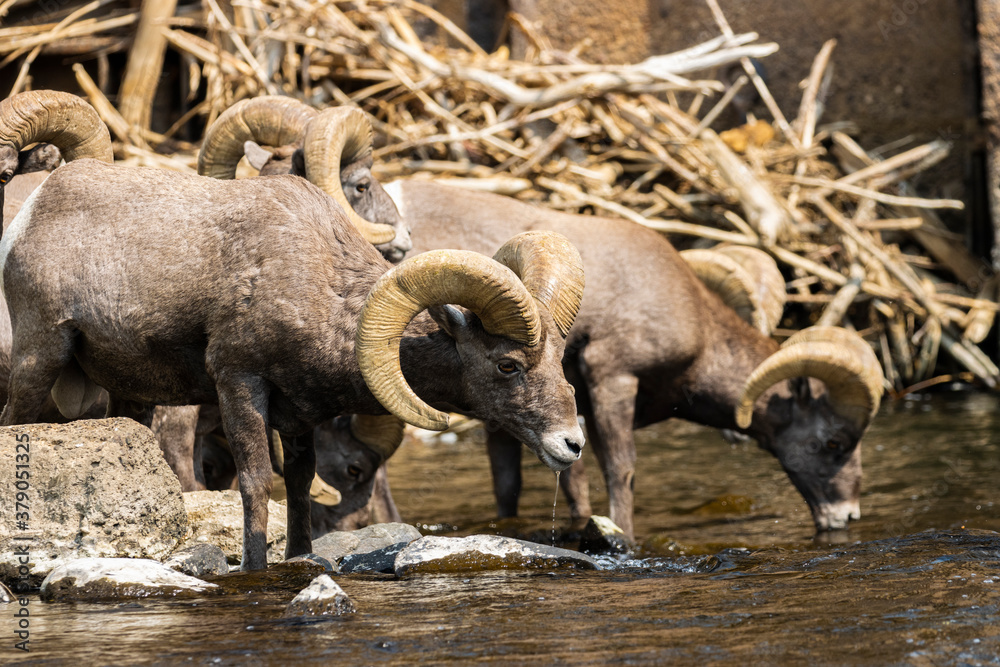Bighorn Sheep in Waterton Autumn Bighorn Sheep in Waterton Autumn