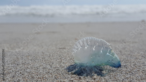 jellyfish on a sandy beach in Florida. Jelly Fish species is Man of War. 4K, wallpaper, desktop  © Lena