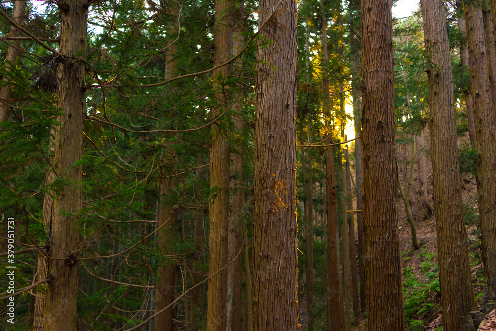 Naklejka premium A walk with pine tree view to Jigokudani Hot Spring Korakukan at Yamanouchi in Nagano, Japan.