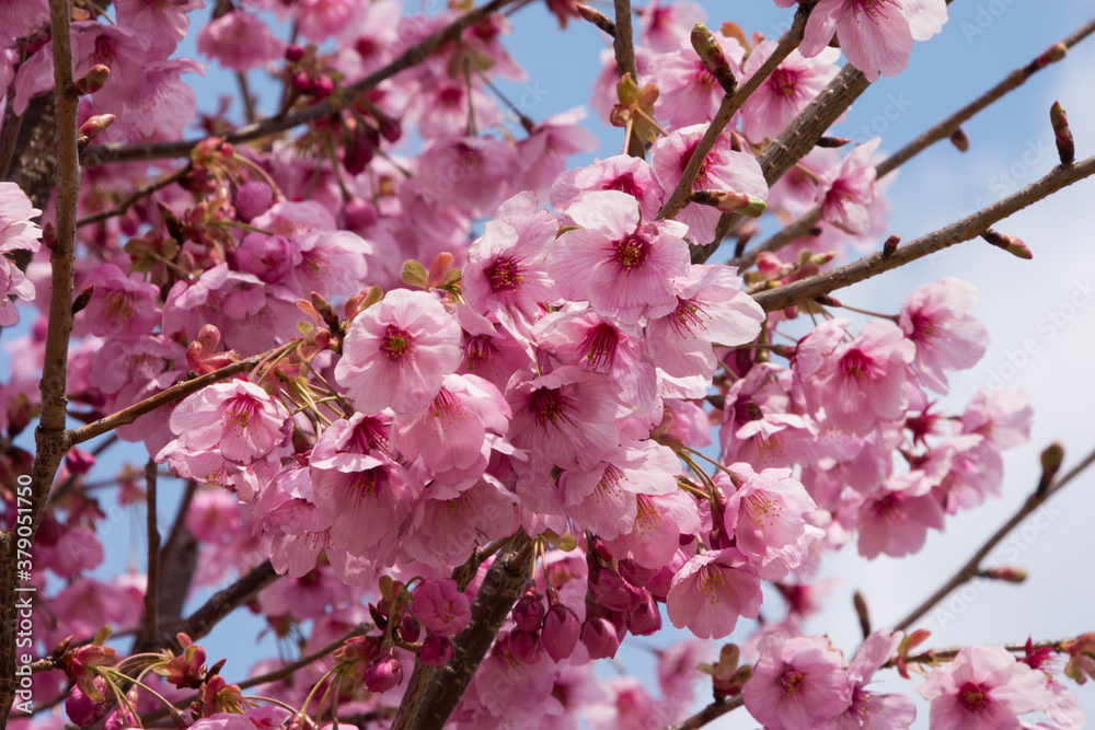 Fototapeta premium 満開の桜