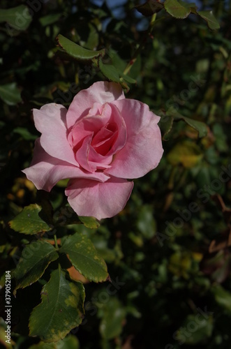 Faint Pink Flower of Rose 'Pink French Lace' in Full Bloom 