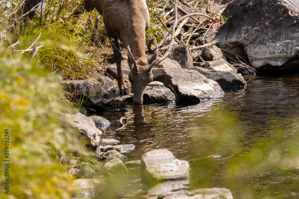 Bighorn Sheep in Waterton Autumn Bighorn Sheep in Waterton Autumn