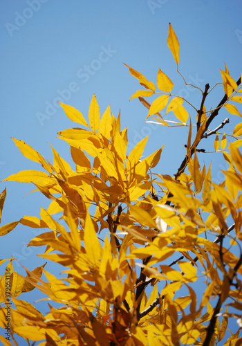 yellow autumn withering leaves in the city park