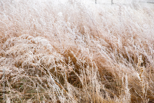 The dry tall grass is covered with frost against the background of fog. Field of withered grass. Natural autumn background.