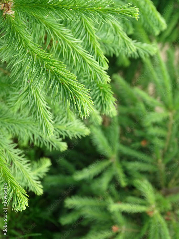 Green fir branches, solid background Green fir branches, solid background