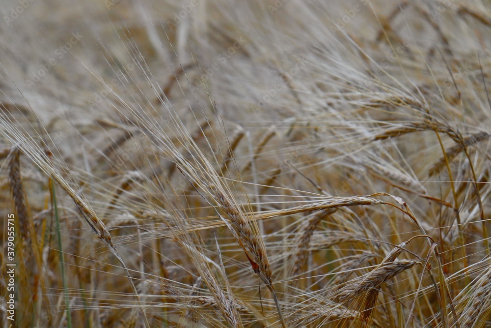 Fototapeta premium Ripe ears of wheat with drooping inflorescences