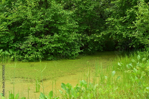 Green swamp with duckweed. The branches of the trees dropped to the water. 