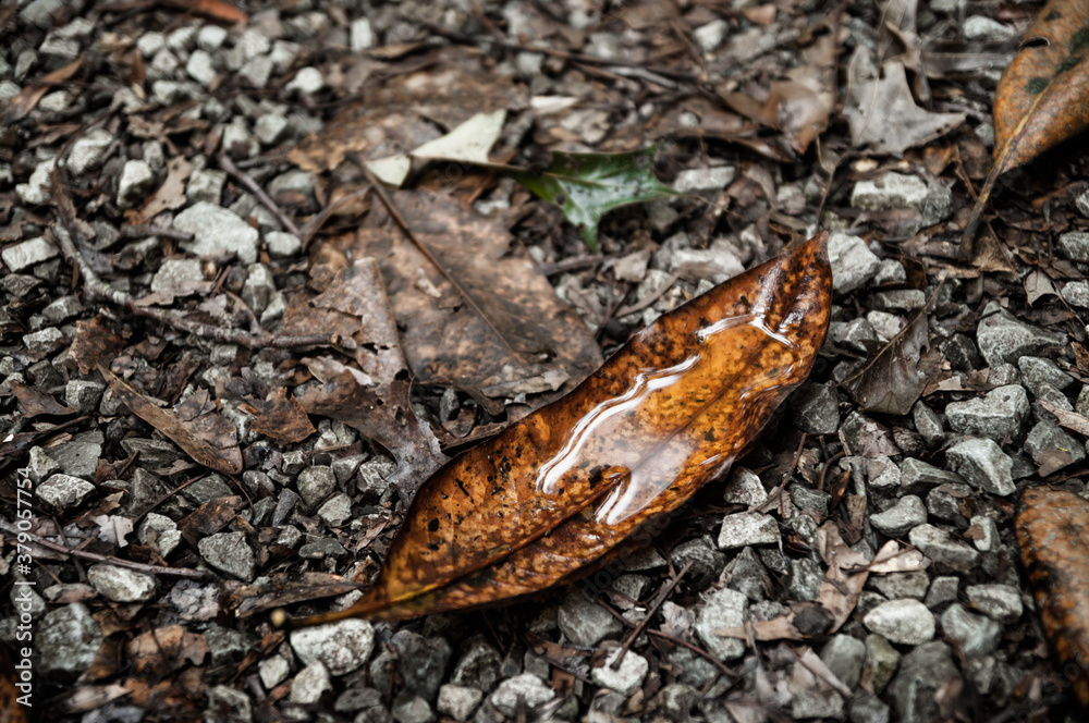 Fallen Magnolia Leaf Upturned Collecting Water on a Gravel Path Fallen Magnolia Leaf Upturned Collecting Water on a Gravel Path