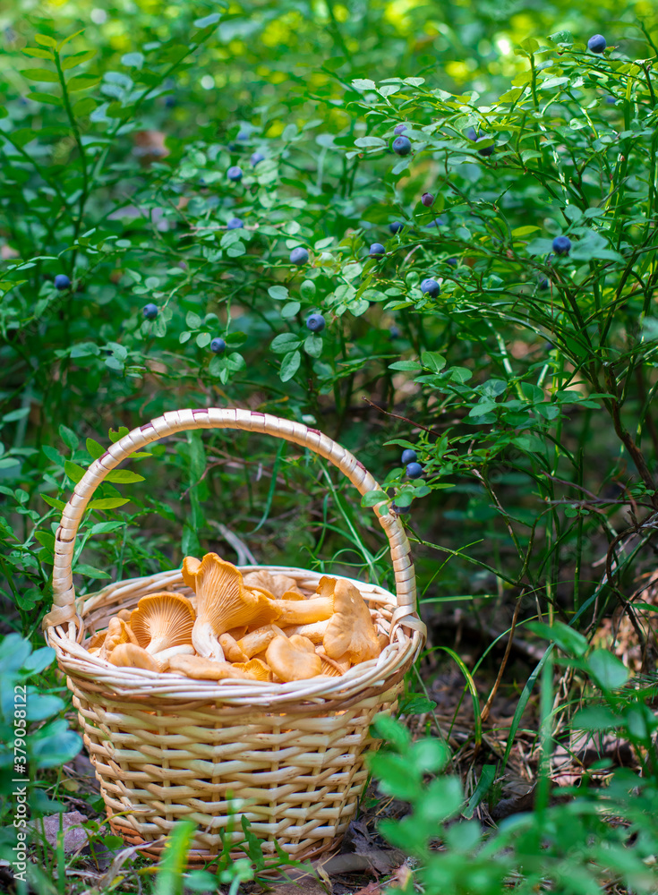 basket of mushrooms in the forest
