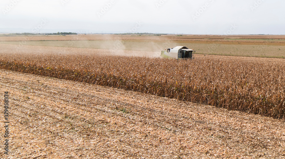 Combine harvester working in a corn field