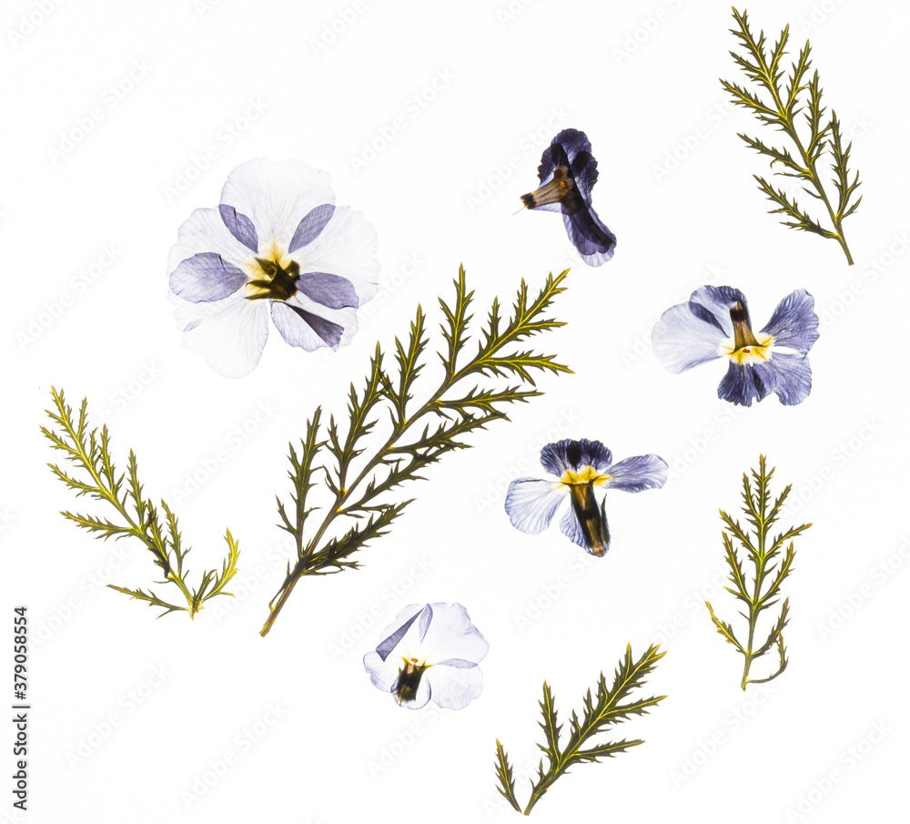 Obraz premium dried flowers on the white background