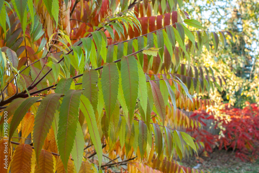 Staghorn sumac tree with red and green leaves. Sumac autumn tree