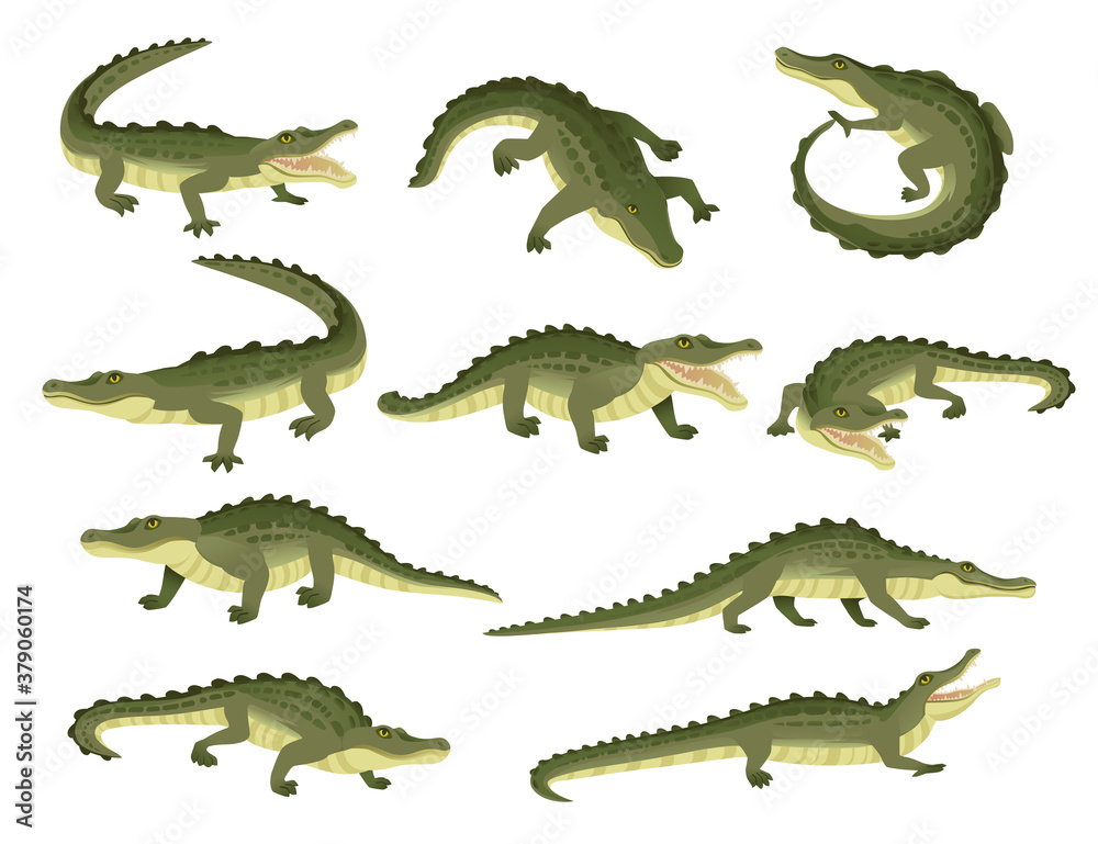 Set of green crocodile character big carnivore reptile cartoon animal design flat vector illustration isolated on white background - obrazy, fototapety, plakaty 